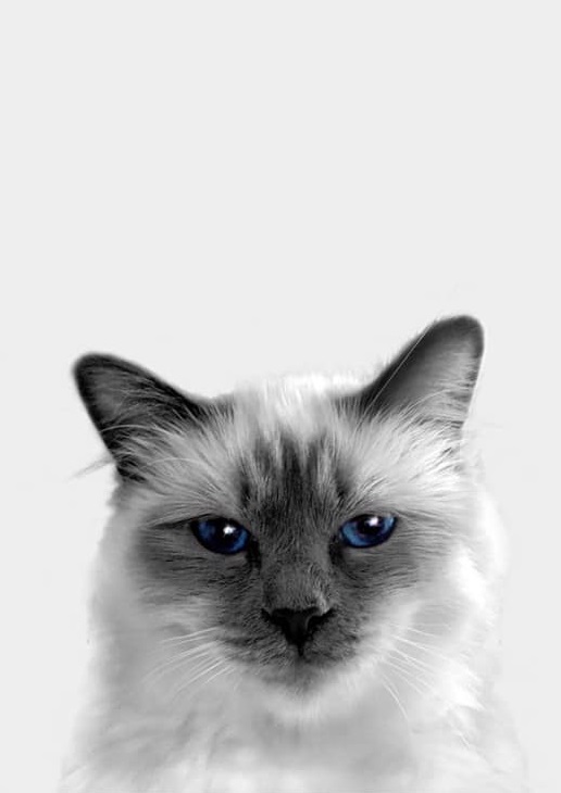 Cat digital portrait