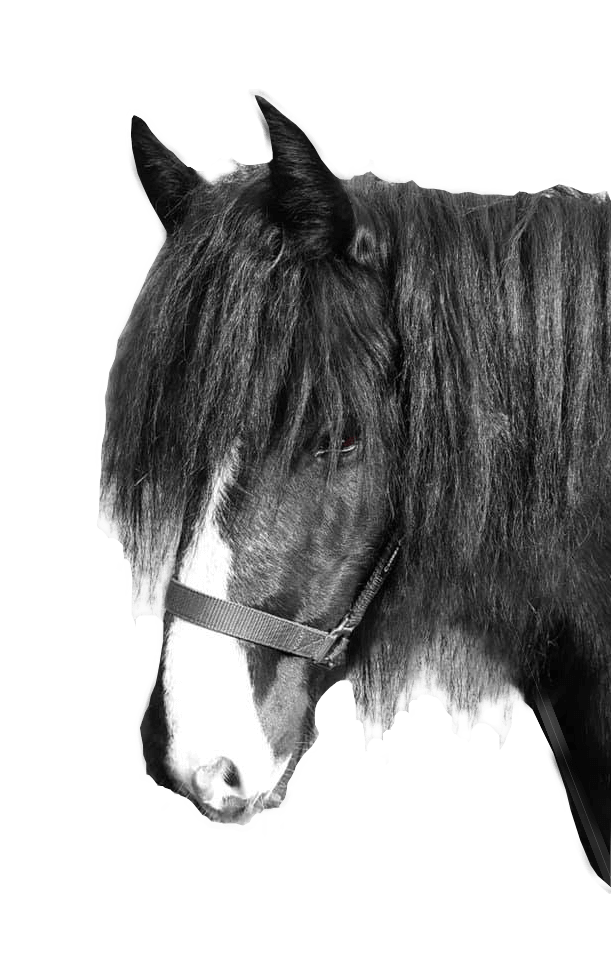 Horse digital portrait