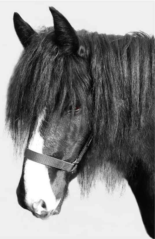 Horse digital portrait
