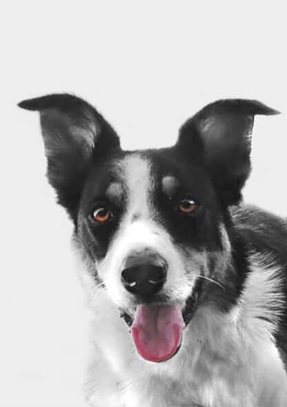 dog digital portrait