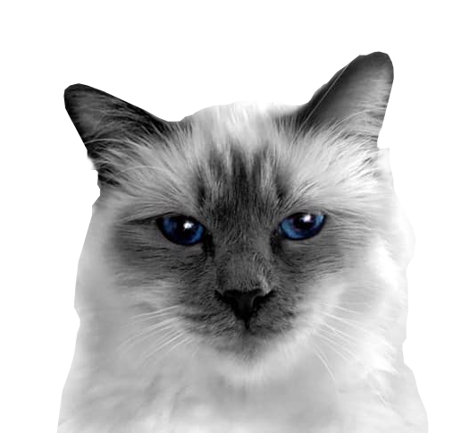 Cat digital portrait