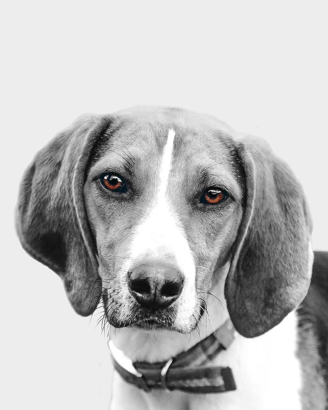 Dog digital portrait
