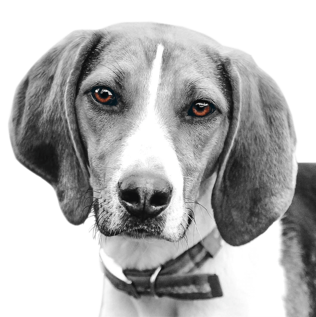 Dog digital portrait